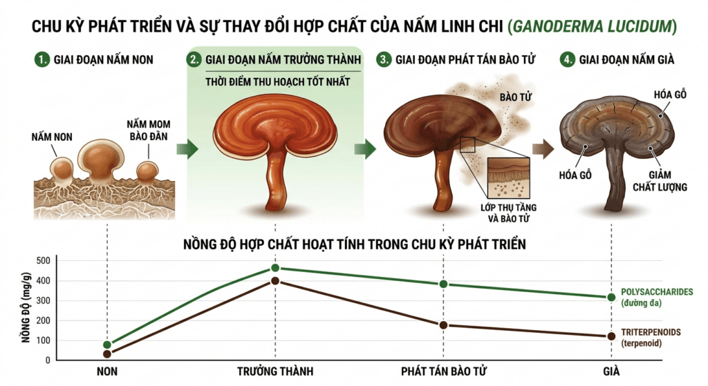 Biểu đồ thay đổi hàm lượng polysaccharides và triterpenoids theo các giai đoạn phát triển của nấm linh chi Ganoderma lucidum.