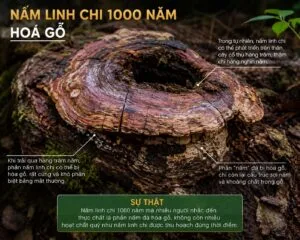 Nấm Linh Chi 1000 Năm Hay Gỗ 1000 Năm? Không Phải Nấm Linh Chi Trồng Càng Lâu Năm Thì Càng Tốt