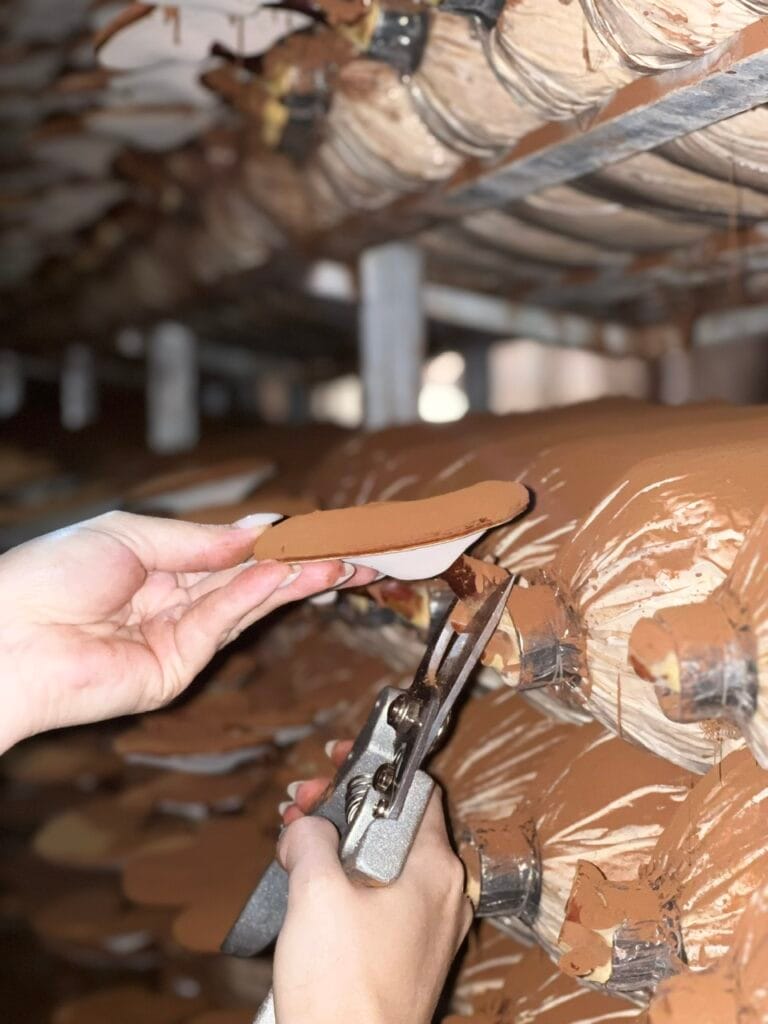 Linh Chi Đỏ Là Gì? Vì Sao Ganoderma Lucidum Được Nghiên cứu Nhiều?