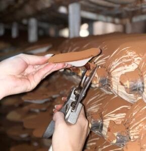 Linh Chi Đỏ Là Gì? Vì Sao Ganoderma Lucidum Được Nghiên cứu Nhiều?
