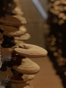 Nấm linh chi là gì? Phân loại, thành phần và cách sử dụng