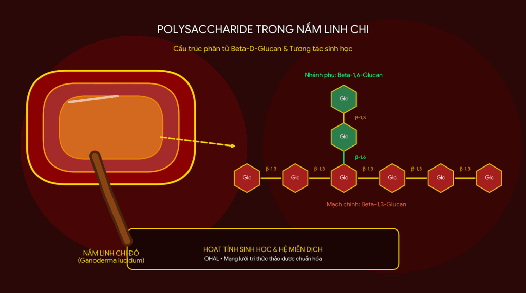 Polysaccharide Trong Nấm Linh Chi Là Gì? Cấu Trúc, Hoạt Tính Và Bằng Chứng Nghiên Cứu