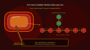 Polysaccharide Trong Nấm Linh Chi Là Gì? Cấu Trúc, Hoạt Tính Và Bằng Chứng Nghiên Cứu